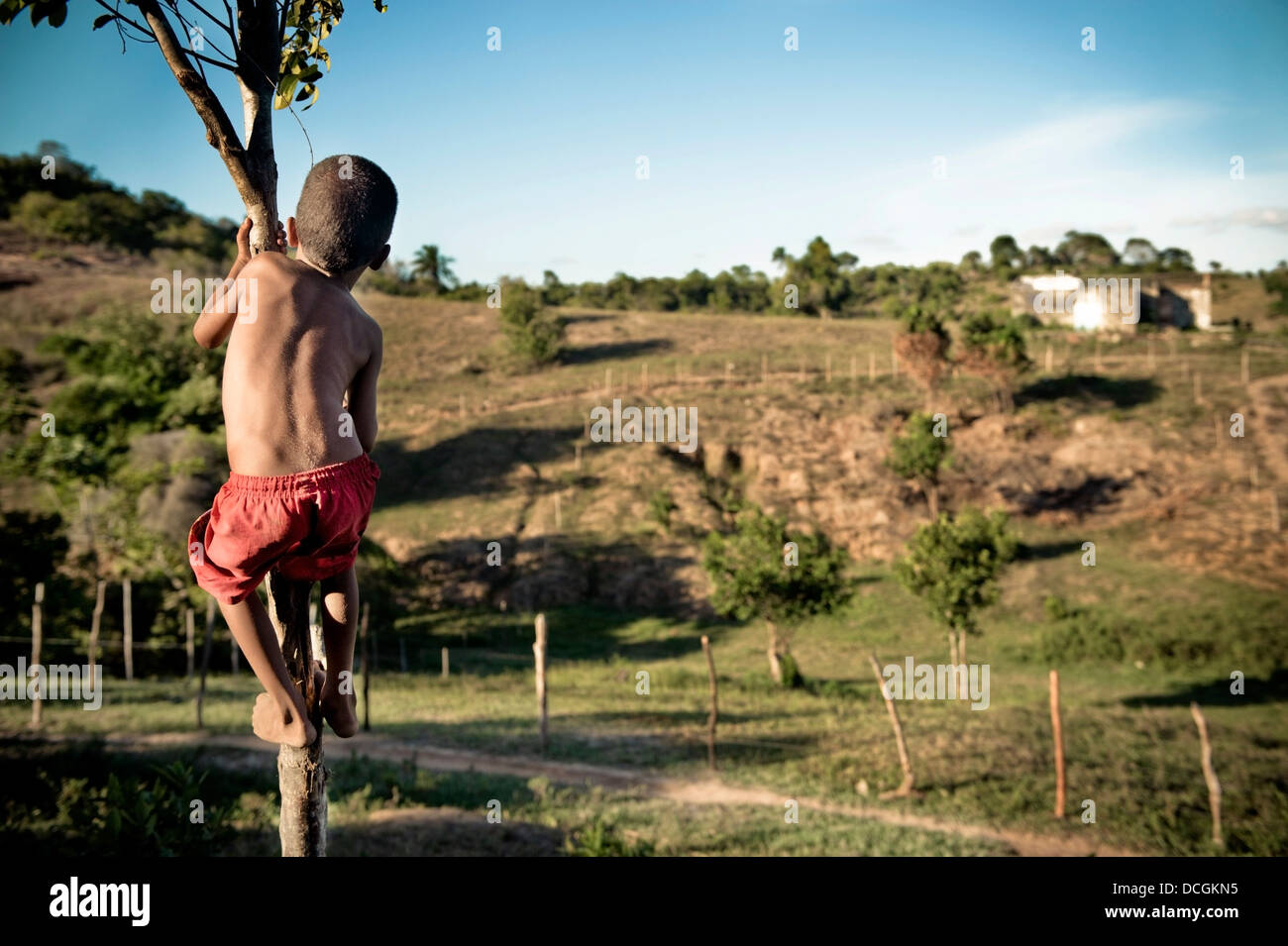 Young Boy Climbing Small Tree; Brazil Stock Photo