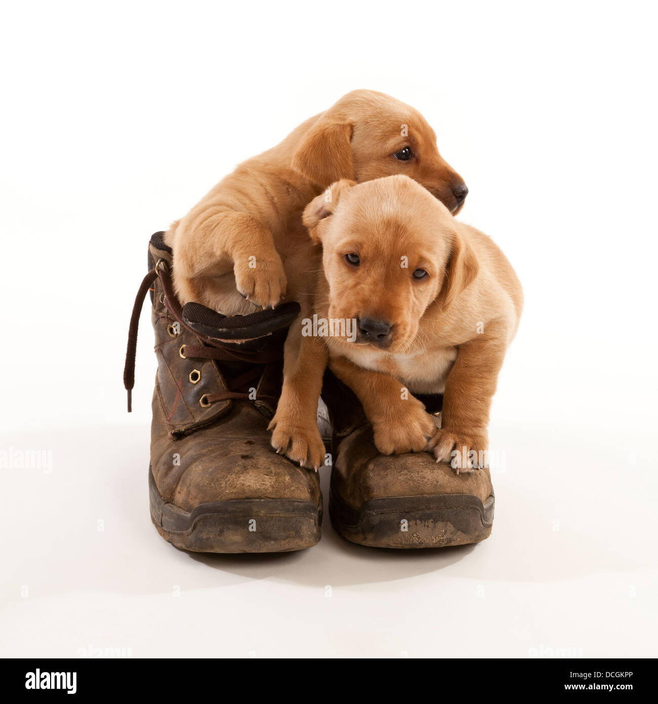 Two Labrador puppies in a pair of leather working boots Stock Photo