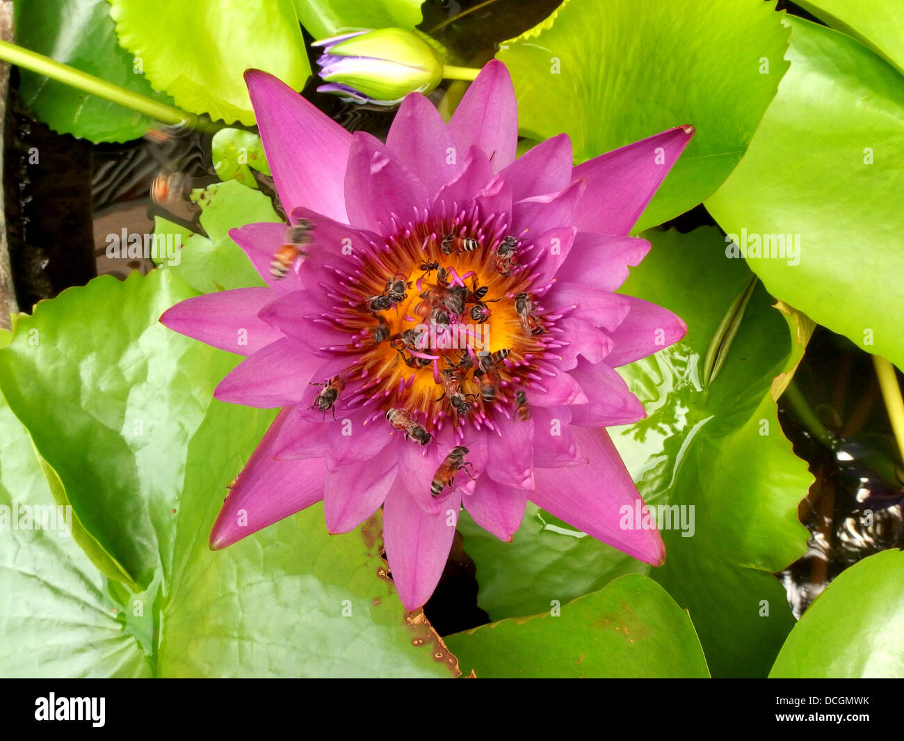 Bee in the Water Lily, lotus Stock Photo - Alamy