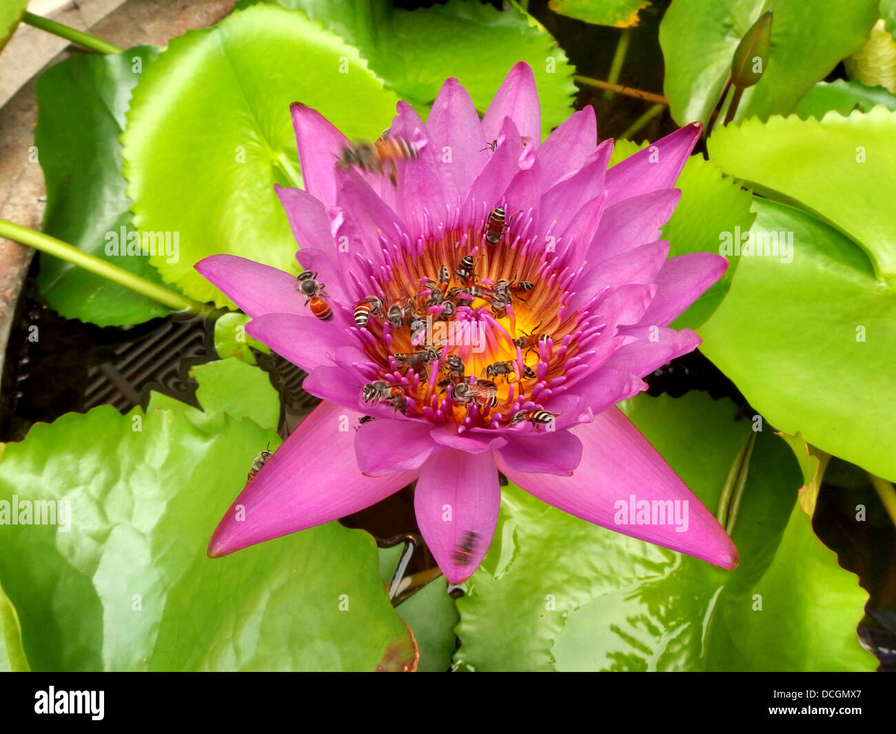 Bee in the Water Lily, lotus Stock Photo - Alamy