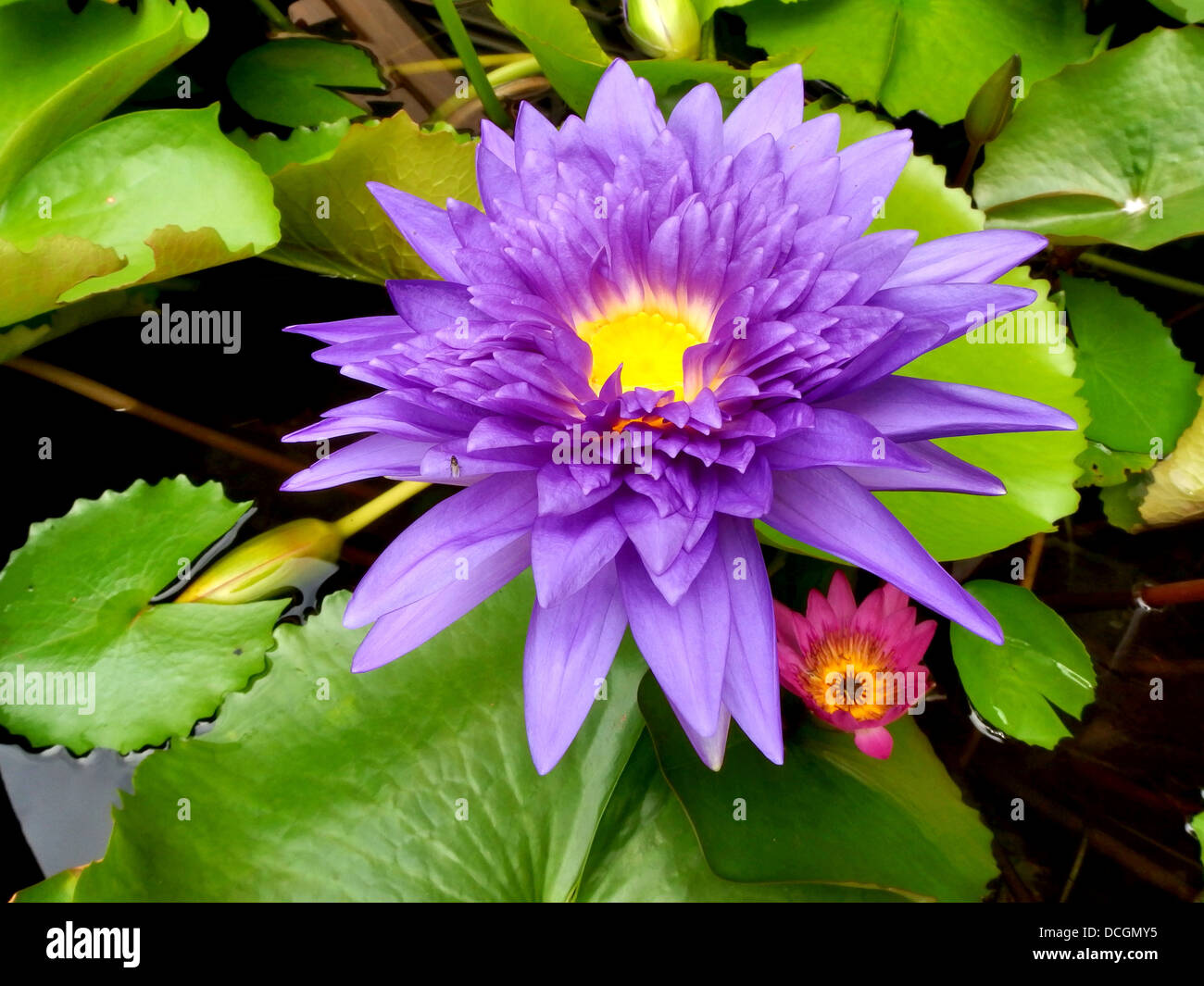 Lily thai hires stock photography and images Alamy