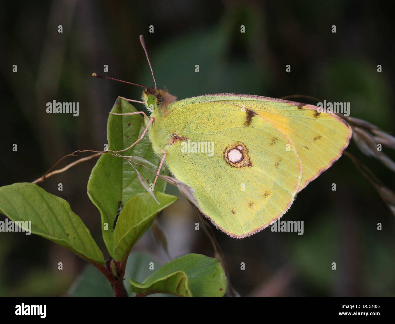 European Common or Dark Clouded Yellow butterfly (Colias croceus) posing on a leaf Stock Photo