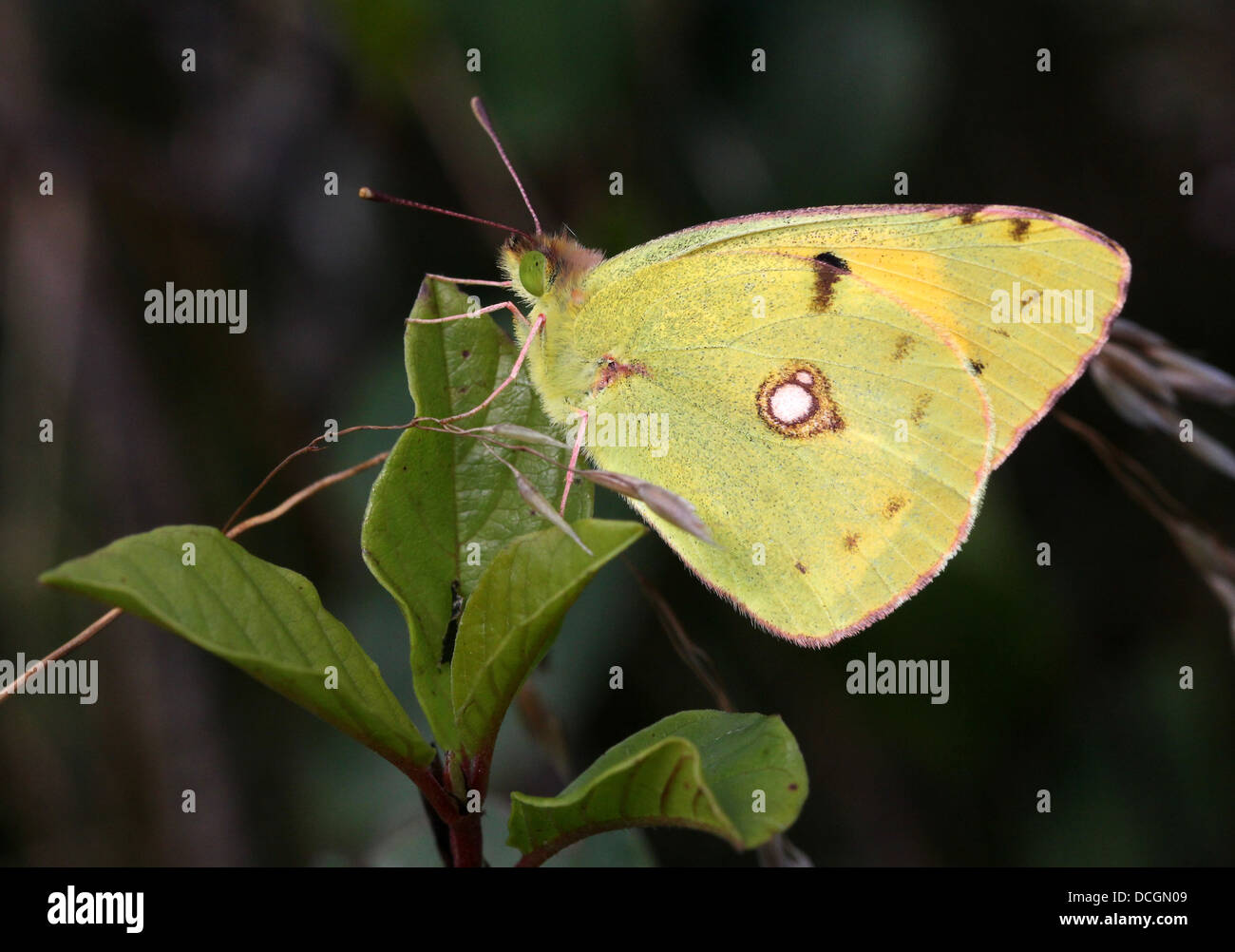 European Common or Dark Clouded Yellow butterfly (Colias croceus) Stock Photo