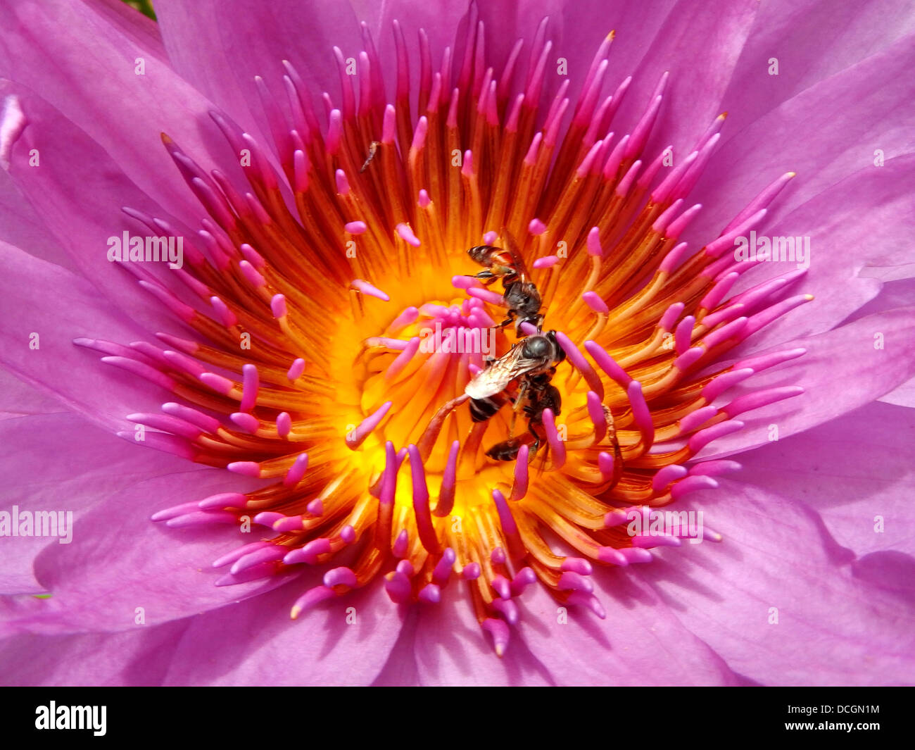 Bee in the Water Lily, lotus Stock Photo - Alamy