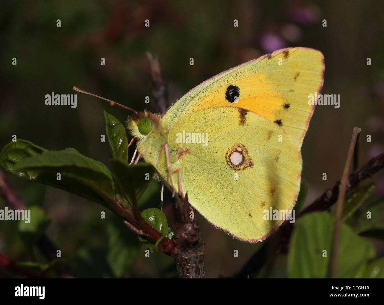 European Common or Dark Clouded Yellow butterfly (Colias croceus) Stock Photo