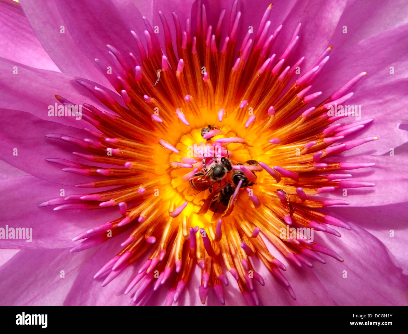 Bee in the Water Lily, lotus Stock Photo - Alamy