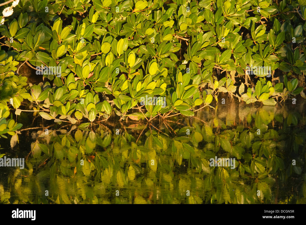 Mangrove Leaves Reflected In The Water Of A Small Bay; Florida, Usa Stock Photo