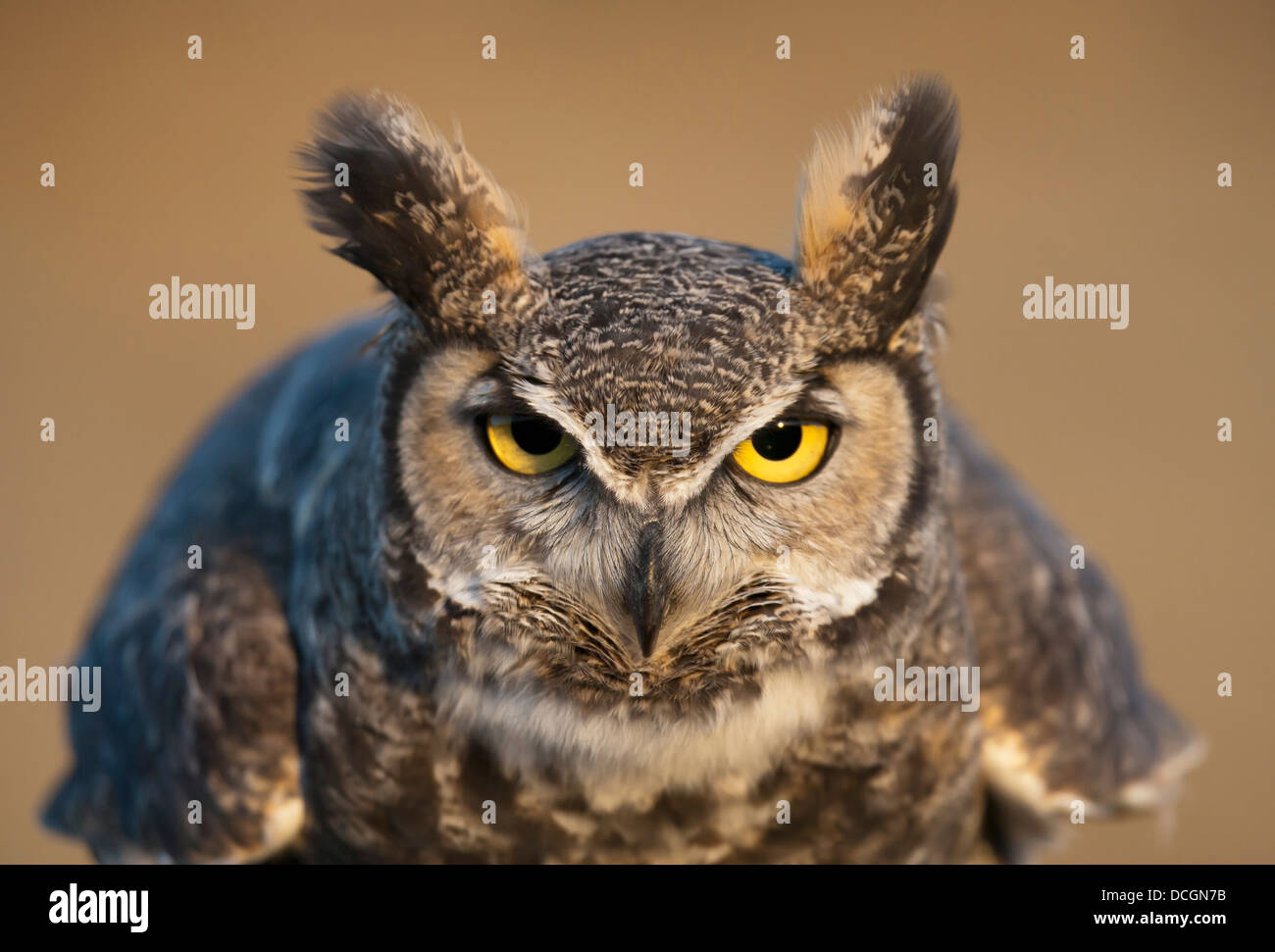 Portrait Of Great Horned Owl; Wyoming, Usa Stock Photo Alamy