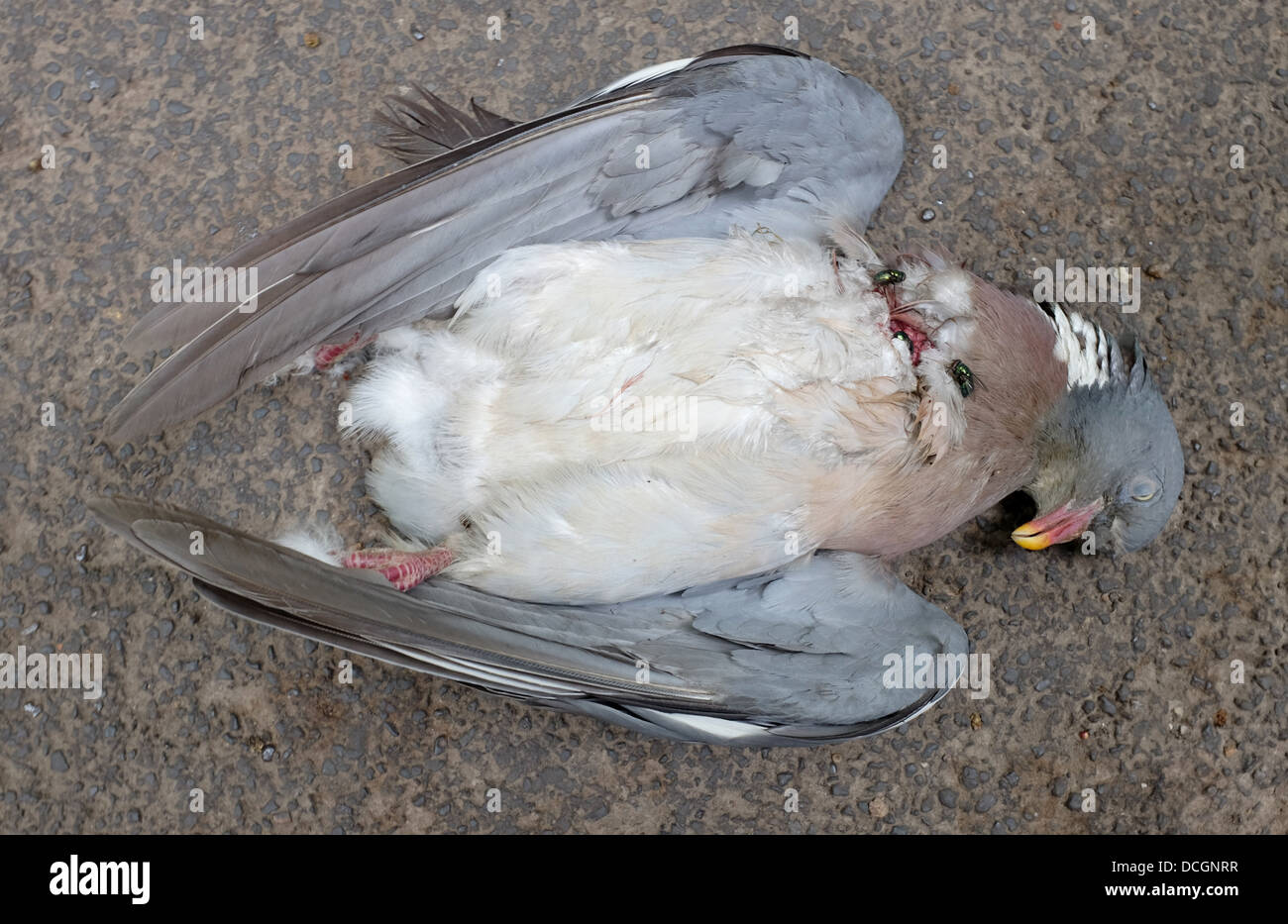 Blowflies begin to infest roadkill - a dead wood pigeon Stock Photo