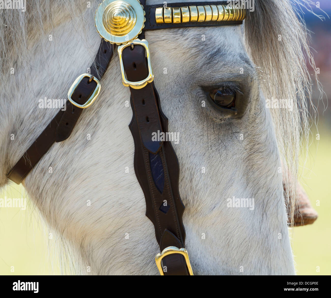 A white grey gray horse mare stallion gelding face eye close up portrait brass tack leather bridle bit South of England Show Stock Photo