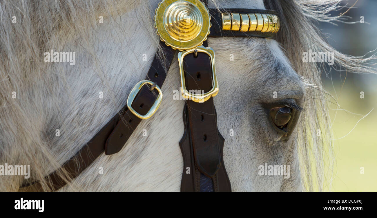 A white grey gray horse mare stallion gelding face eye close up portrait brass tack leather bridle bit South of England Show Stock Photo