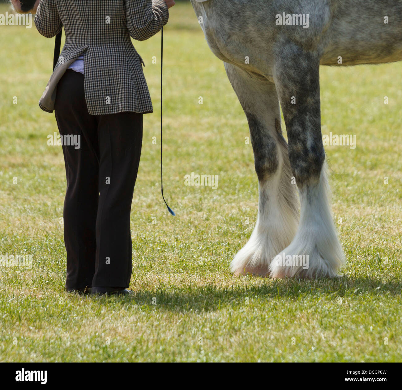 A White Grey Gray Horse Mare Stallion Gelding Handler Legs Feet