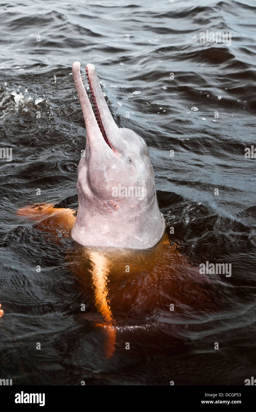 The Amazon river dolphin or Pink River Dolphin ( Inia geoffrensis ), is a freshwater river dolphin endemic to the Amazon. Stock Photo