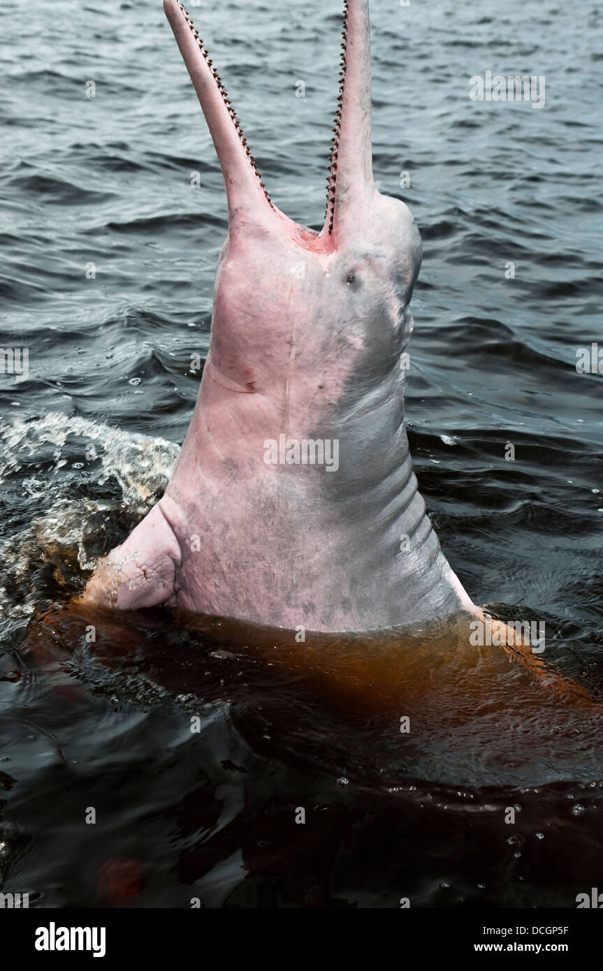Amazon river dolphin or Pink River Dolphin ( Inia geoffrensis ) freshwater river dolphin endemic to the Amazon opened mouth Stock Photo