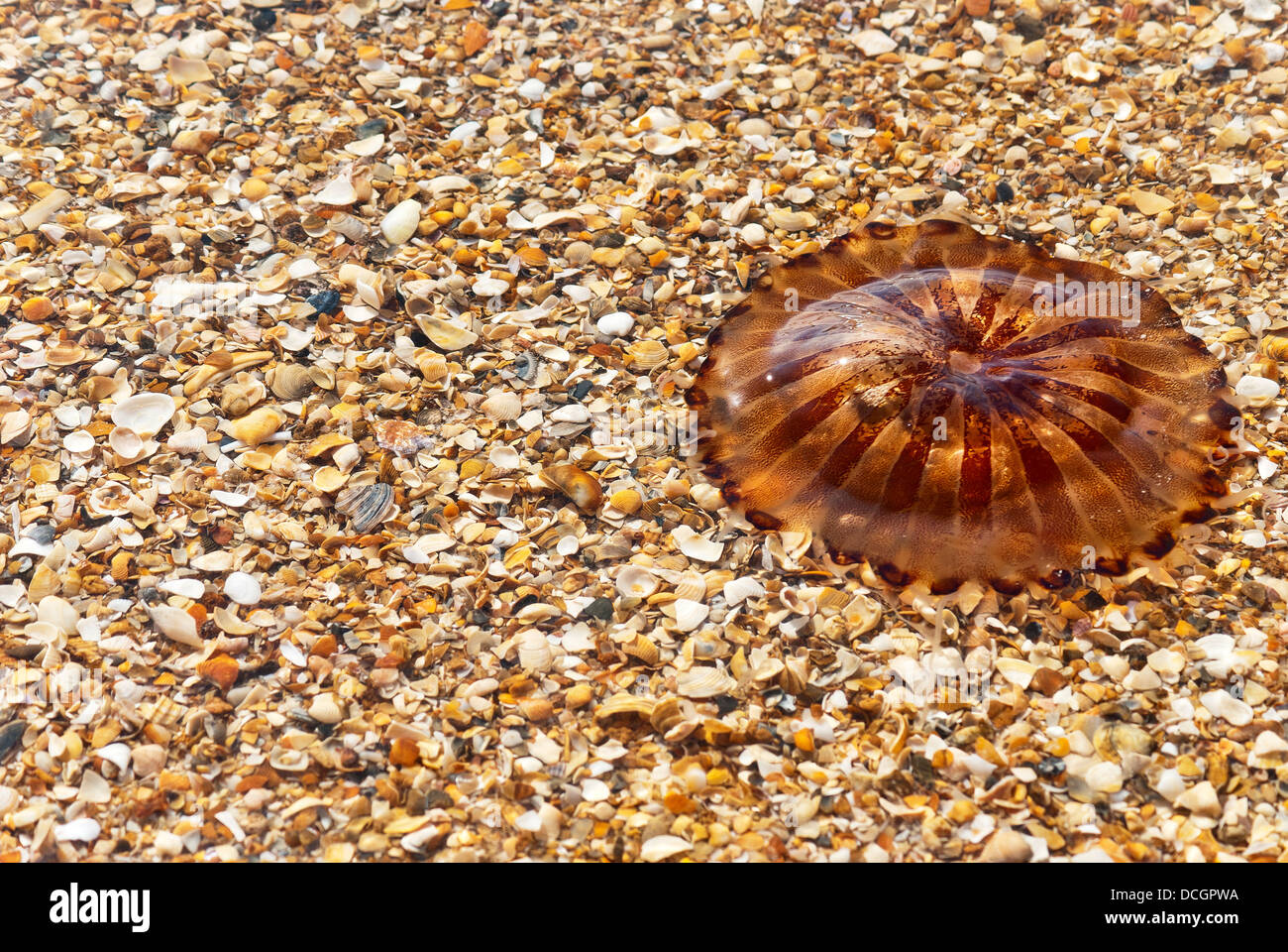 Compass jellyfish (Chrysaora hysoscella) over seashell Stock Photo