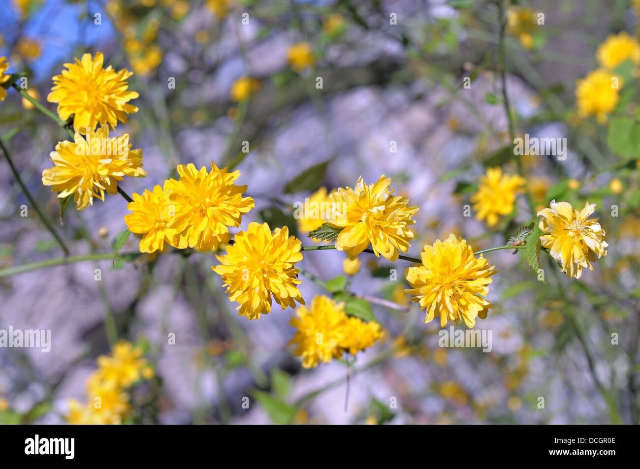 Tree with yellow flowers in spring in garden in Brussels Stock Photo ...