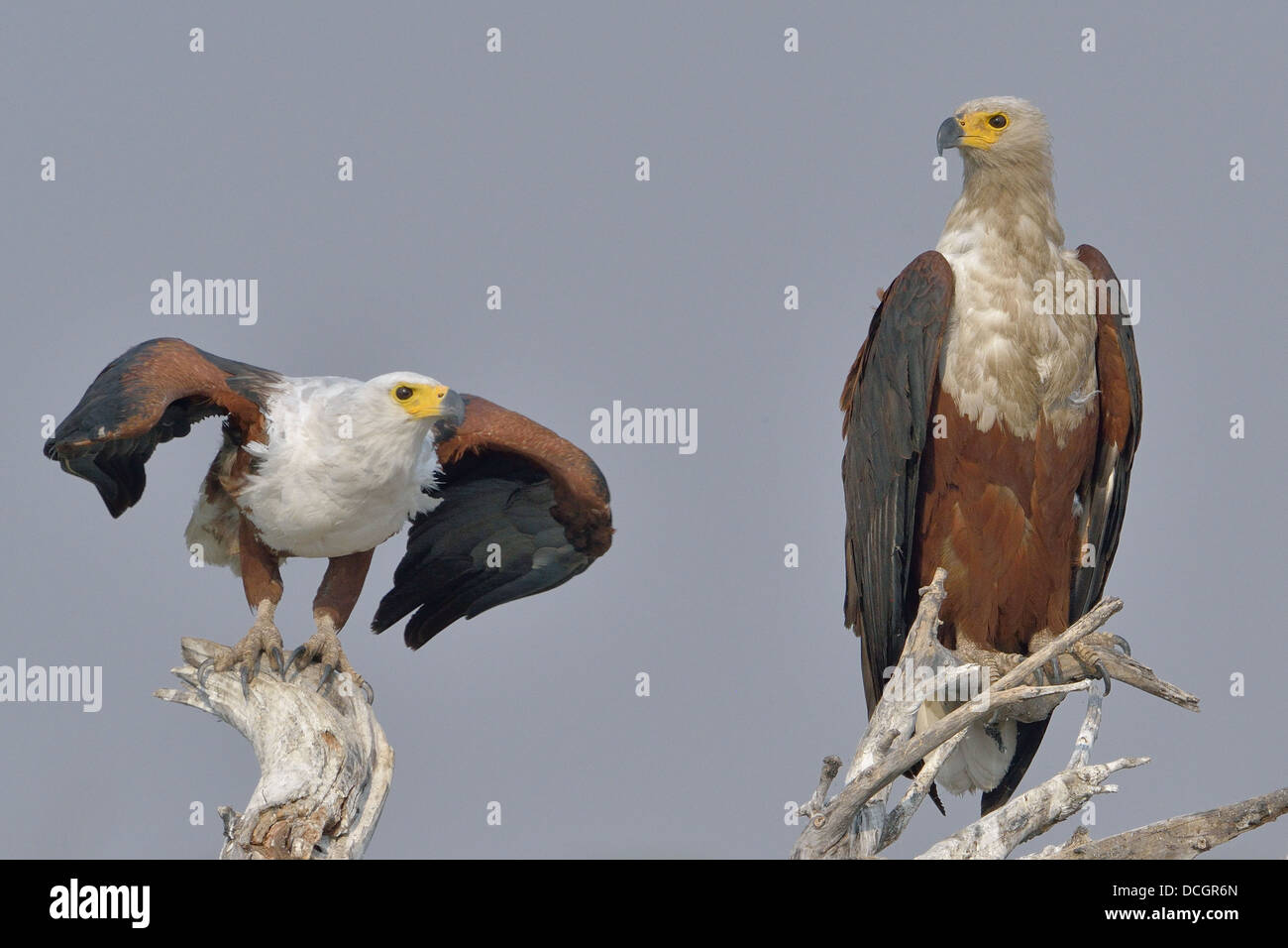 A pair of African Fish Eagles sitting on a dead tree in Southern Africa Stock Photo
