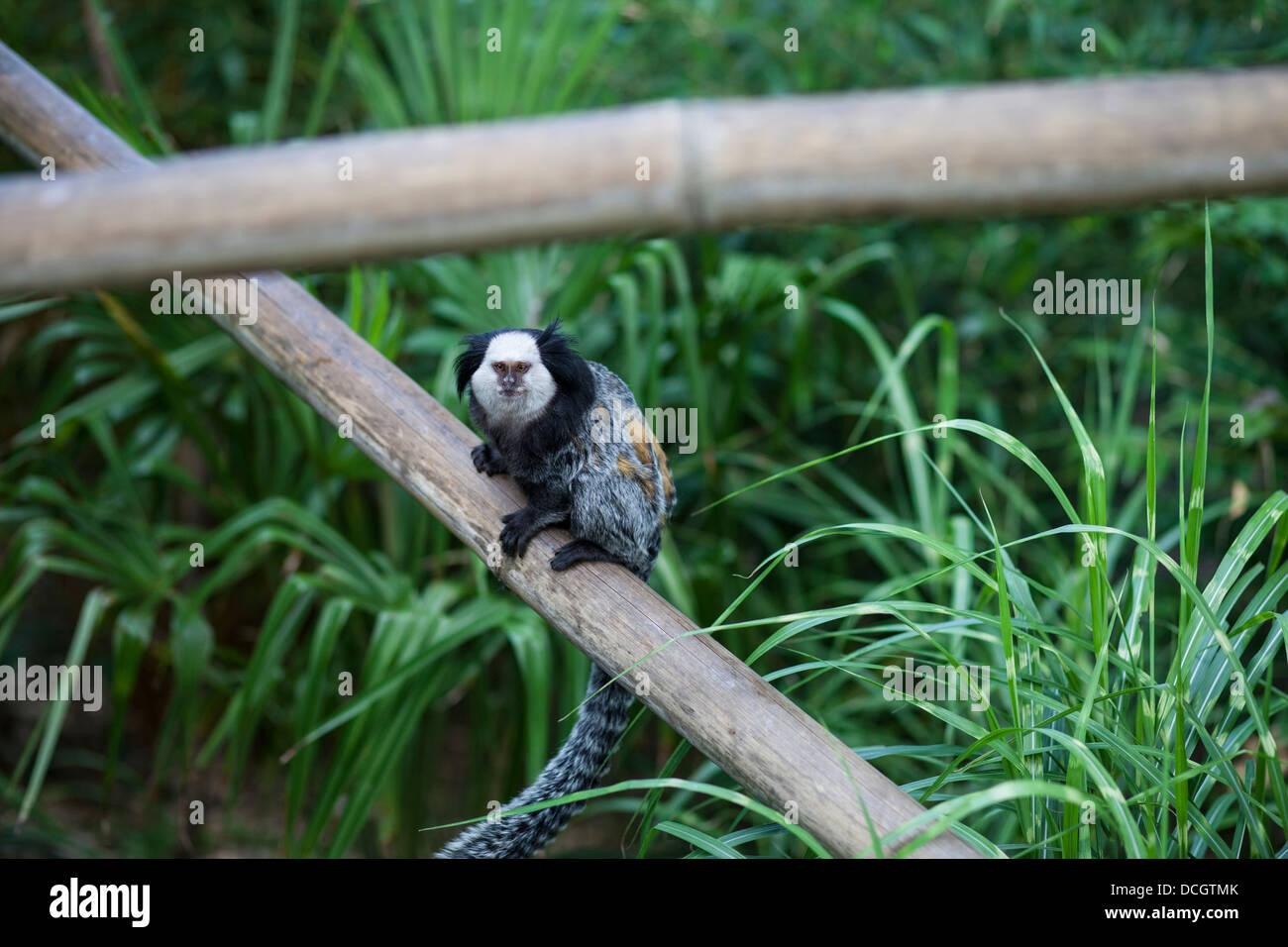 Small black and white monkey with striped tail at Colchester zoo Stock Photo