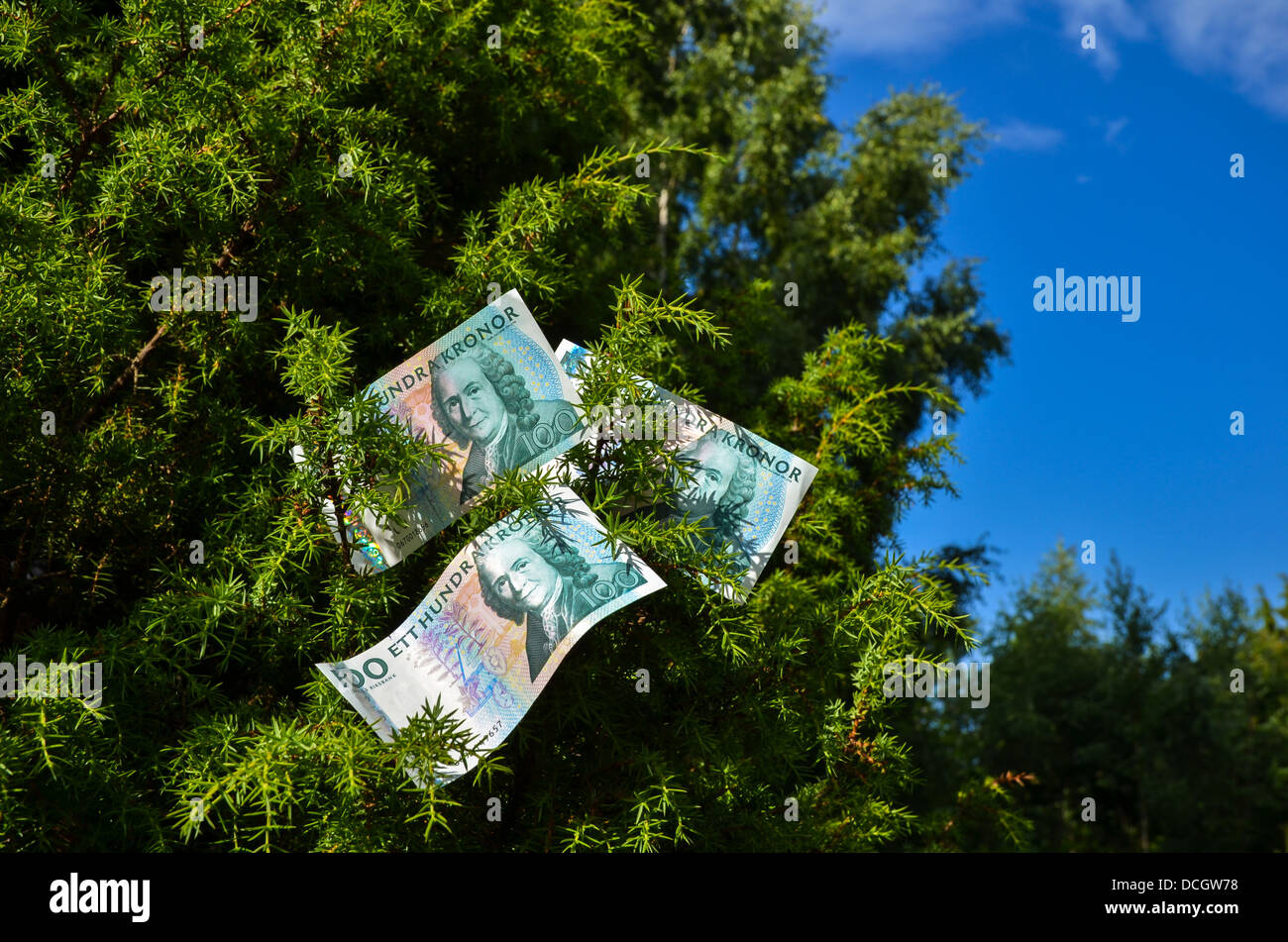 Swedish banknotes stuck in a juniper bush Stock Photo