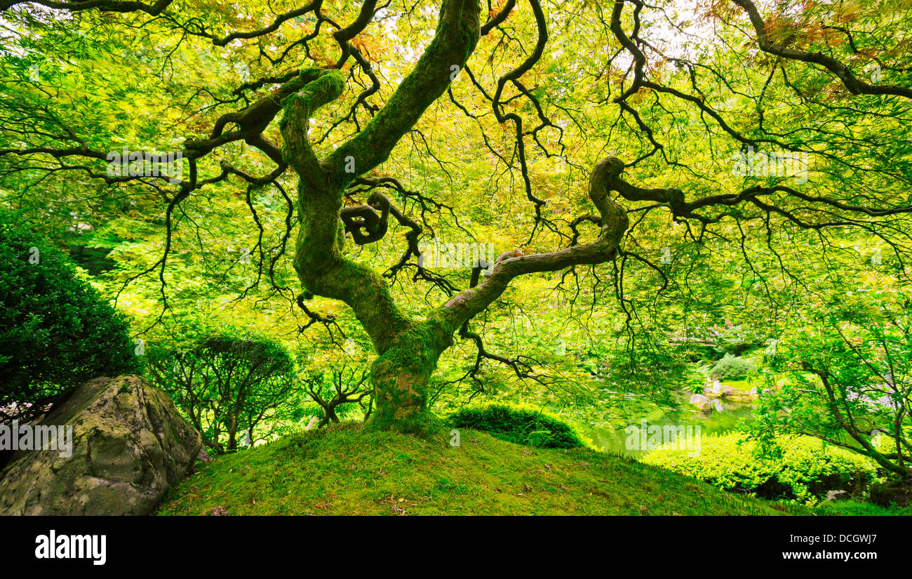 Amazing Green Japanese Maple Tree, Nature Garden Stock Photo