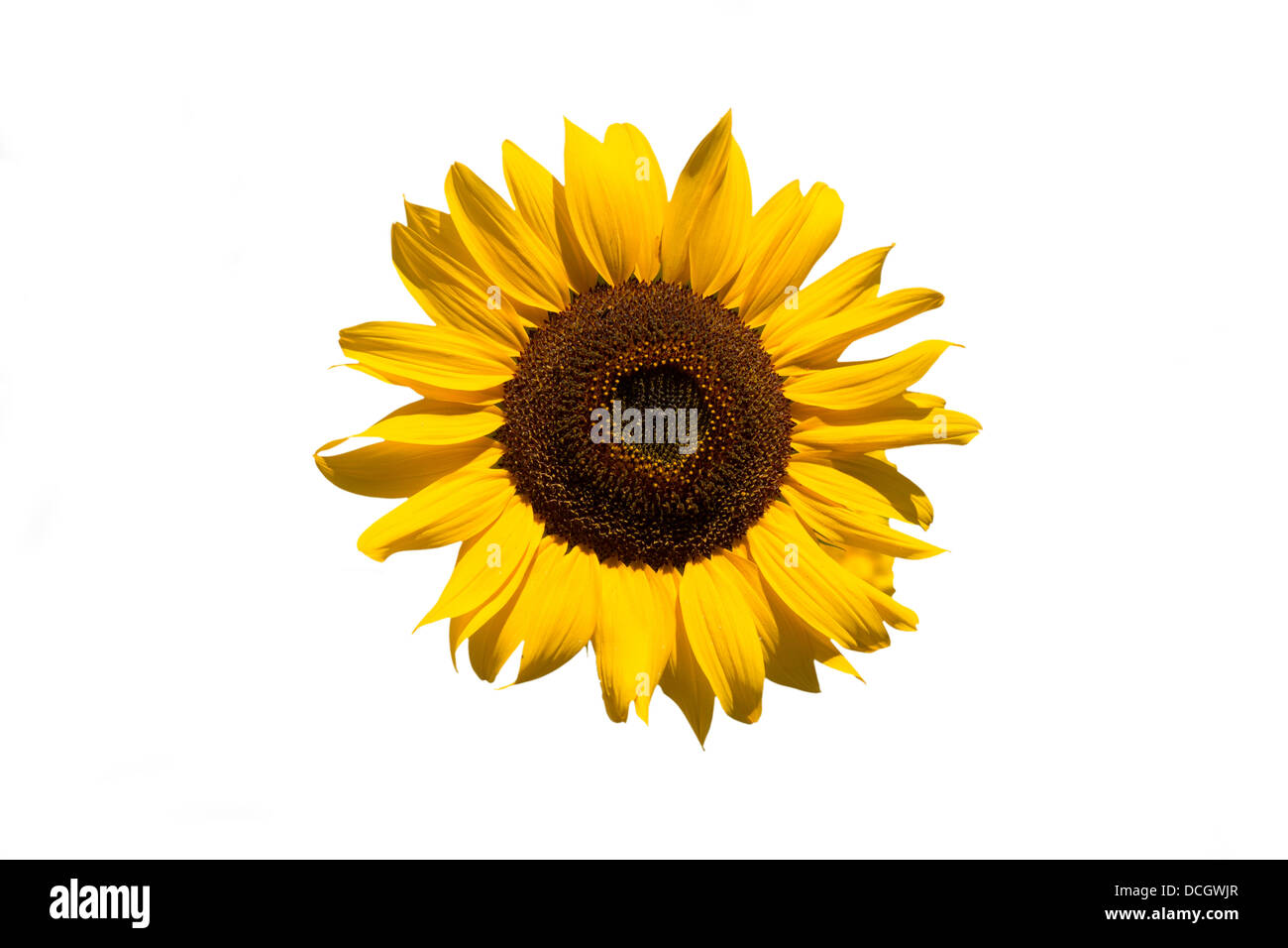 Isolated sunflower on white background Stock Photo - Alamy