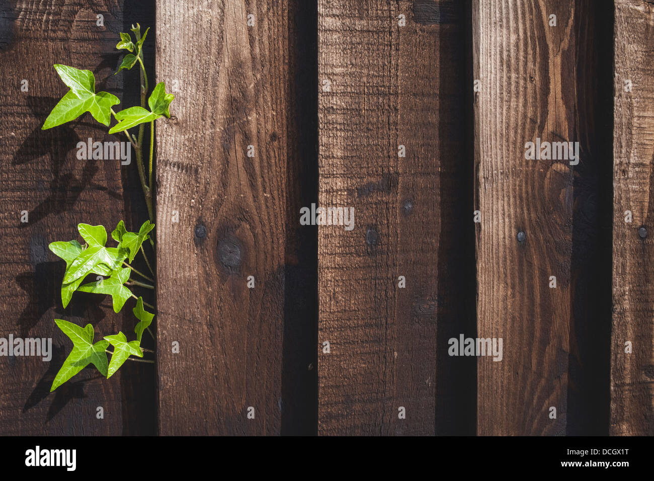 Ivy growing through a wooden fence Stock Photo