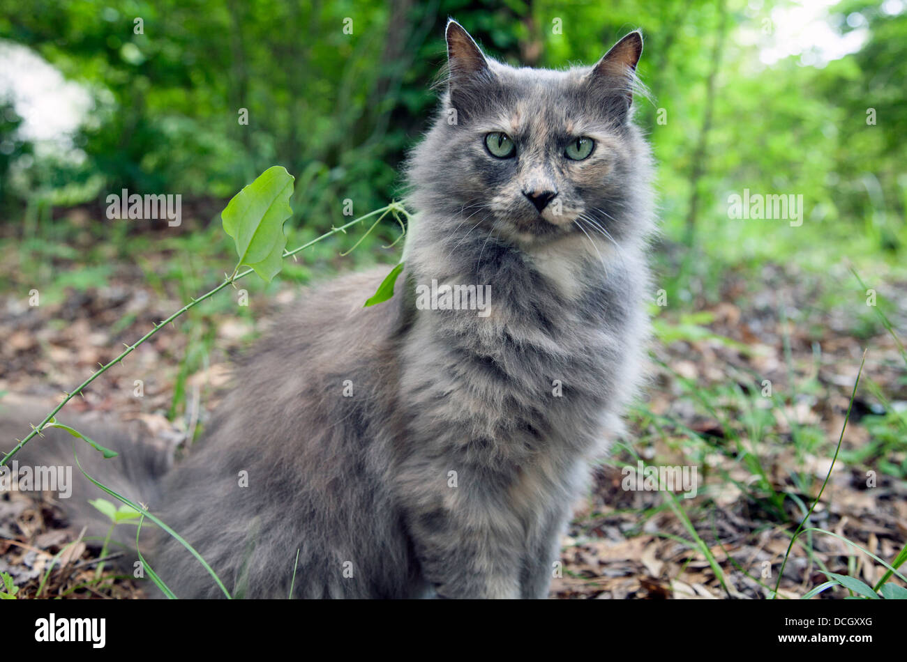 Long haired gray cat in natural background Stock Photo - Alamy