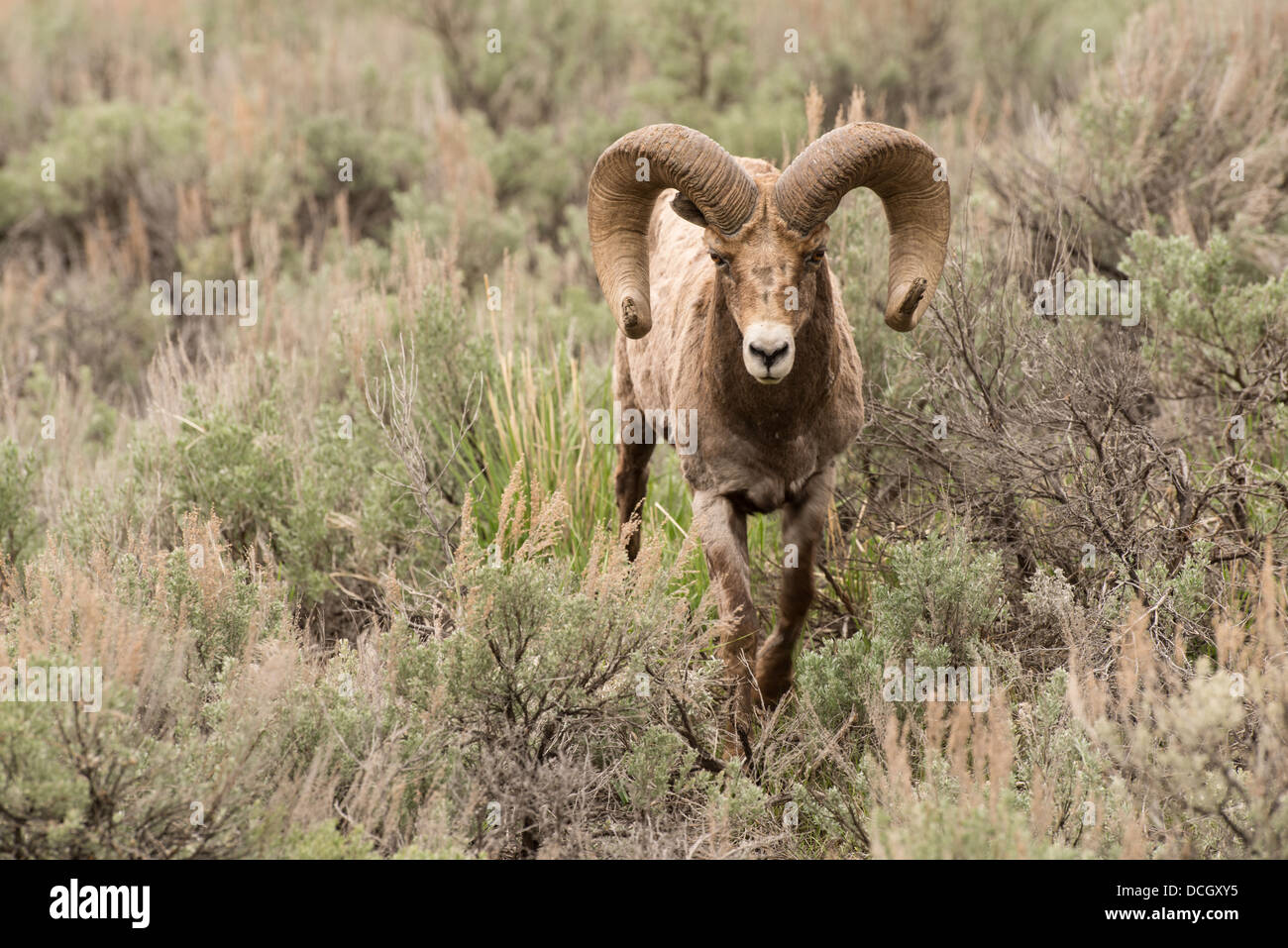 Stock photo of a rocky mountain bighorn sheep ram in the summer, Yellowstone National Park Stock Photo