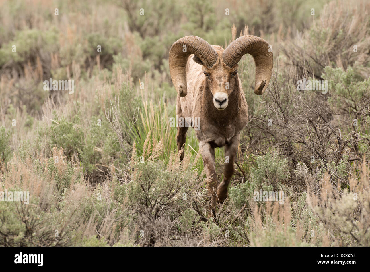 Stock photo of a rocky mountain bighorn sheep ram in the summer ...