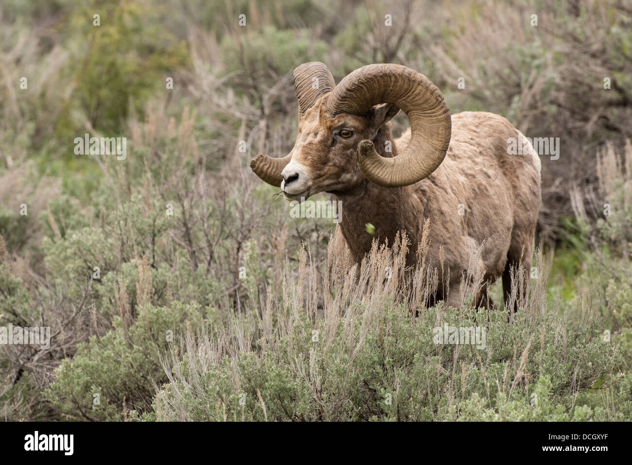 Stock photo of a rocky mountain bighorn sheep ram in the summer ...