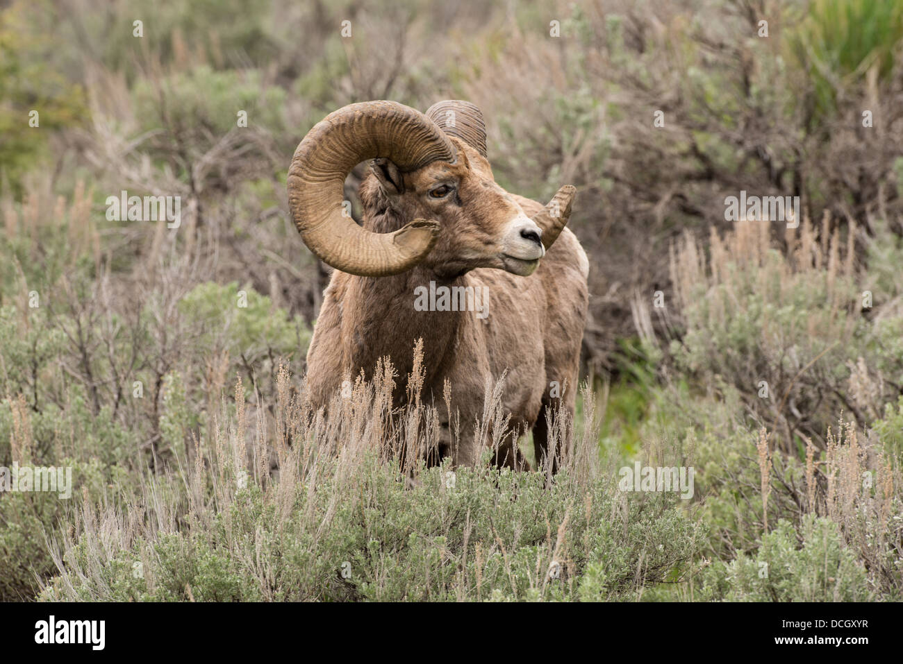 Stock photo of a rocky mountain bighorn sheep ram in the summer ...