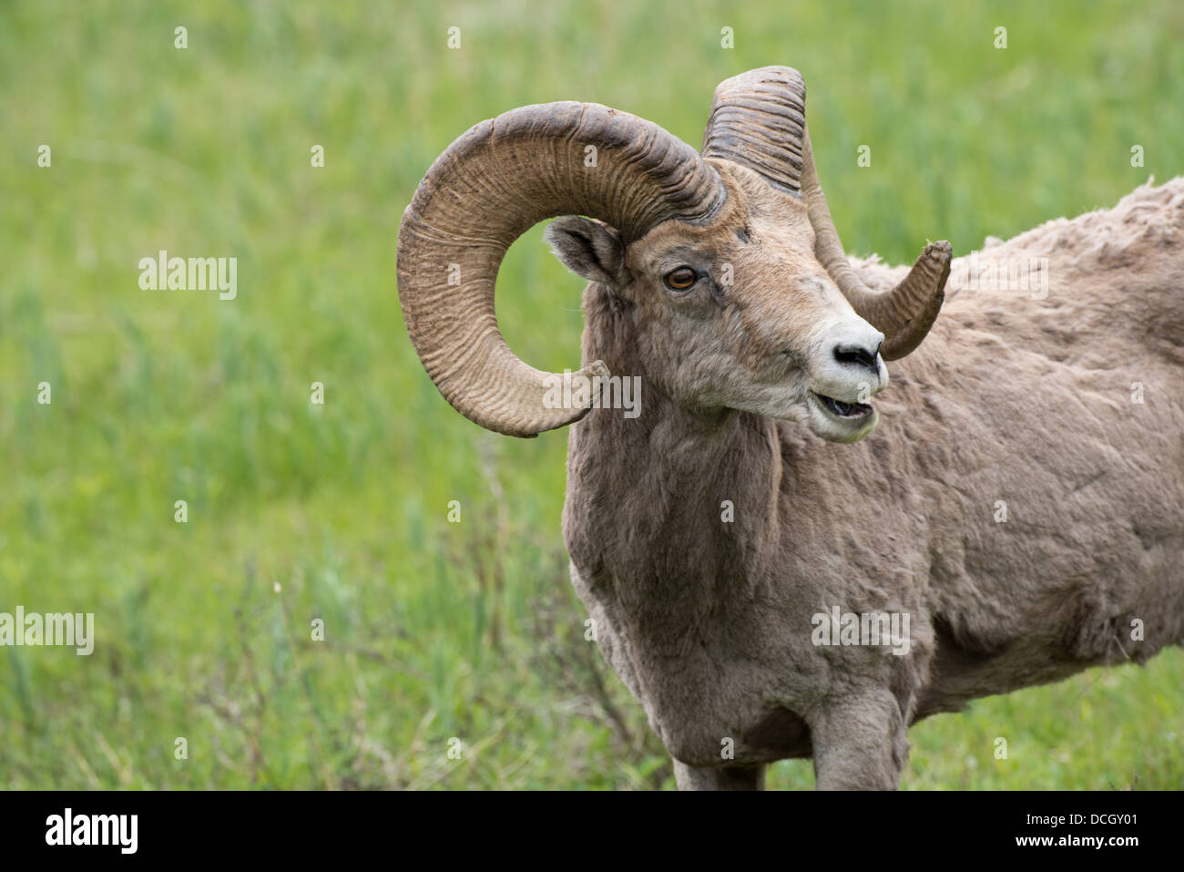 Stock photo of a rocky mountain bighorn sheep ram in the summer, Yellowstone National Park Stock Photo