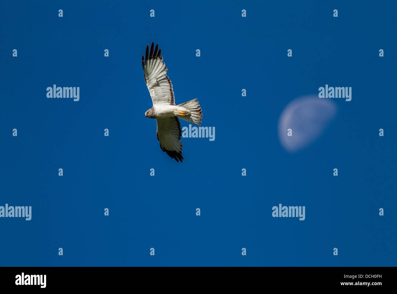 Northern Harrier (Circus cyaneus) In flight, against blue sky and moon, raptor looking for food. Fully spread colorful wings Stock Photo