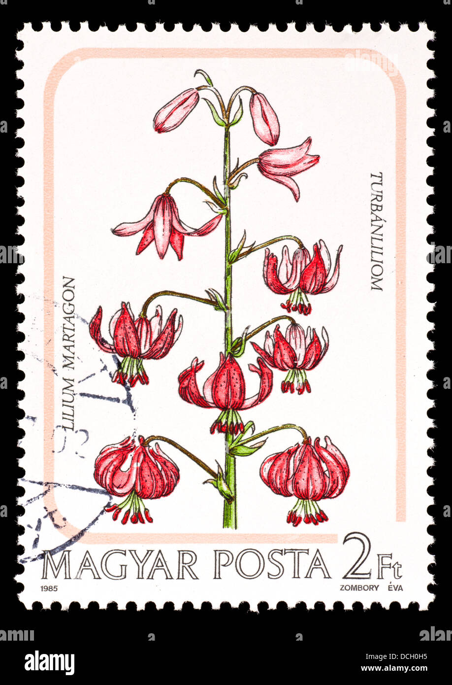 Postage stamp from Hungary depicting a Martagon or Turk's cap lily ...