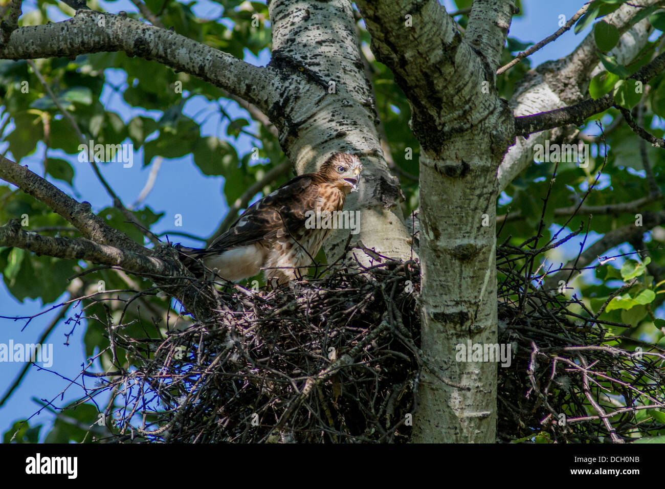 Sharp-shinned Hawk (Accipiter striatus) Young baby in its nest waiting ...