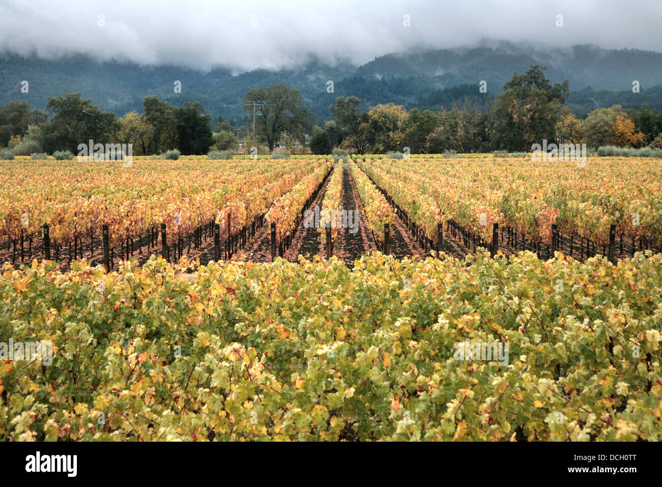 Napa valley wine fog hires stock photography and images Alamy