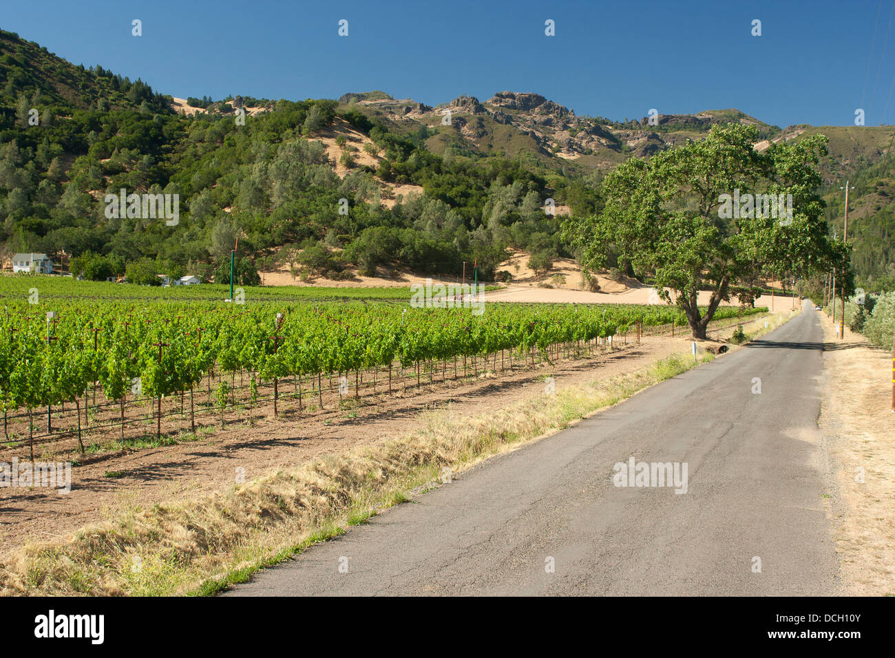 Oak Tree and Road in Napa Valley Stock Photo Alamy