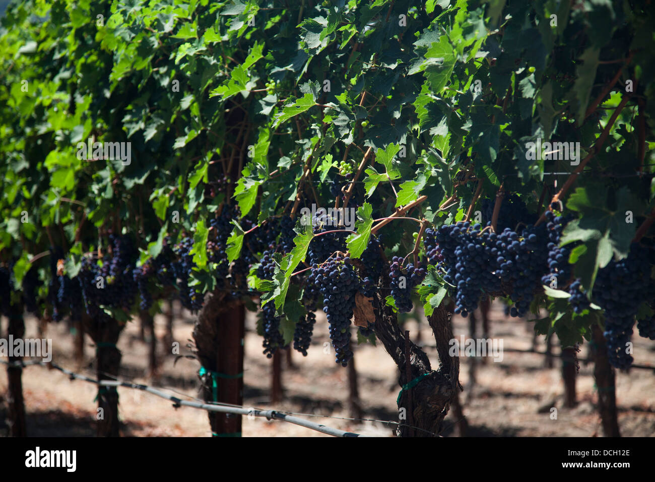 Wine Grapes on Vine Stock Photo