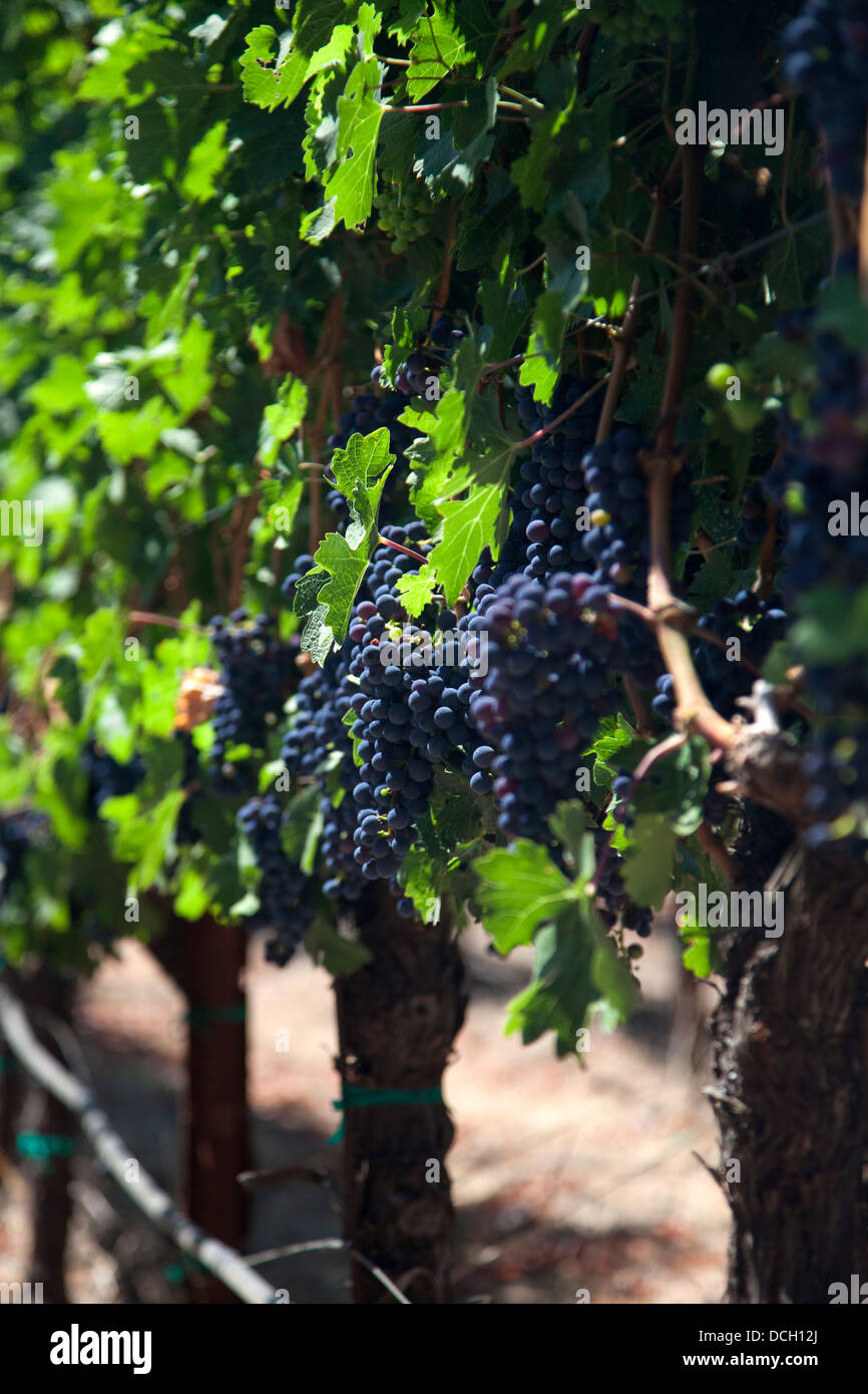 Wine Grapes on Vine Stock Photo