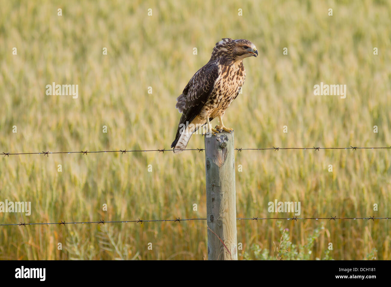 Swainson's Hawk (Buteo swainsoni) Juvenile. Sitting on fence post, regurgitating, in morning sun. Carsland, Alberta, Canada Stock Photo