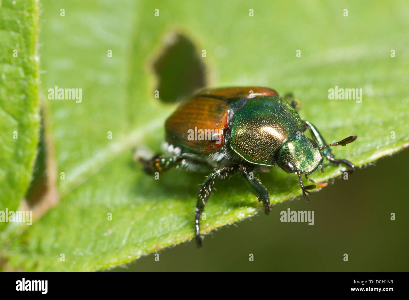 Japanese beetle (Popillia japonica) on leaf Stock Photo Alamy