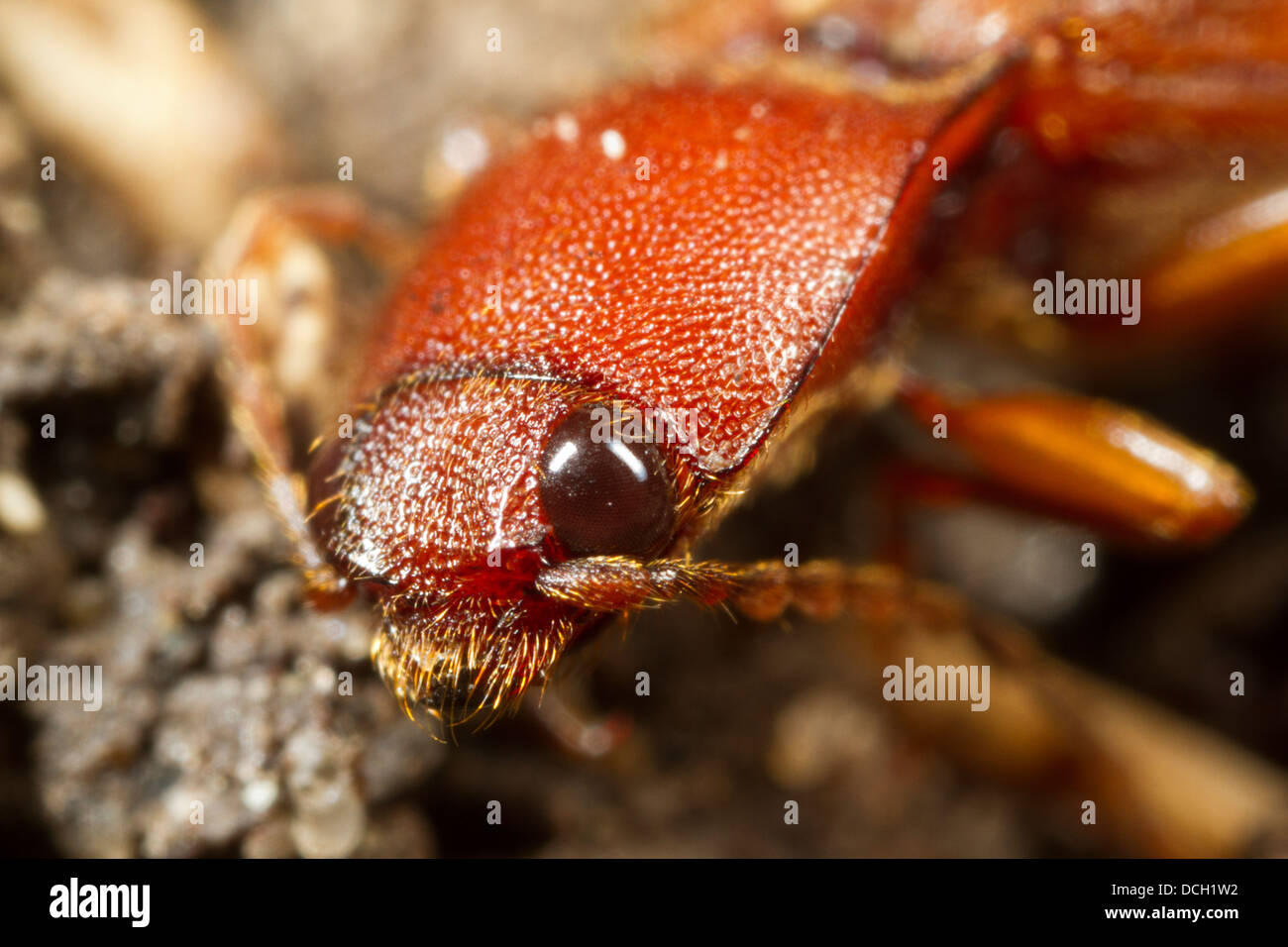 Click beetle (Hemicrepidius sp.) Stock Photo