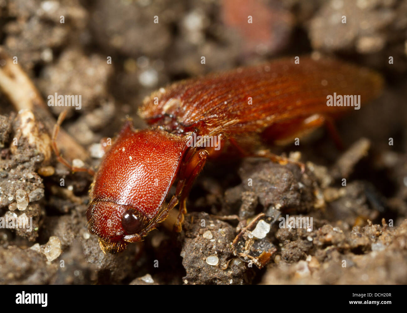 Click beetle (Hemicrepidius sp.) Stock Photo