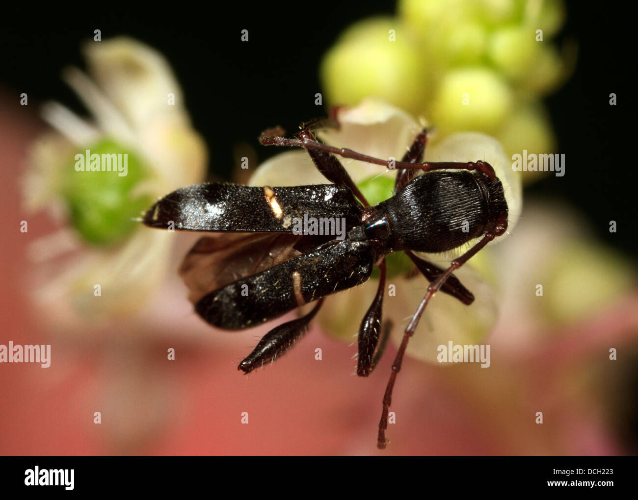 Long horn beetle (Euderces picipes Stock Photo Alamy