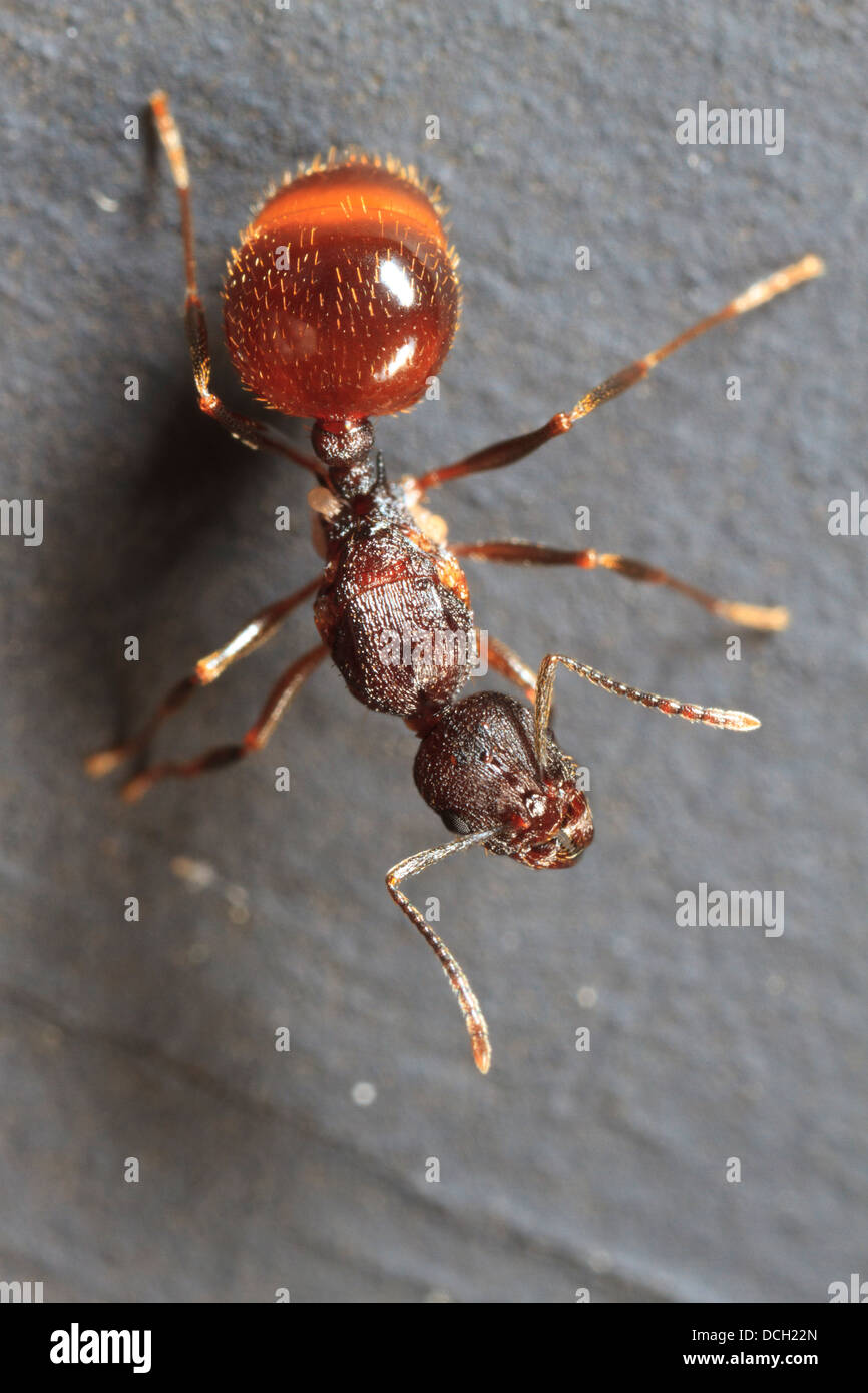 Ant ((Aphaenogaster fulva) Stock Photo