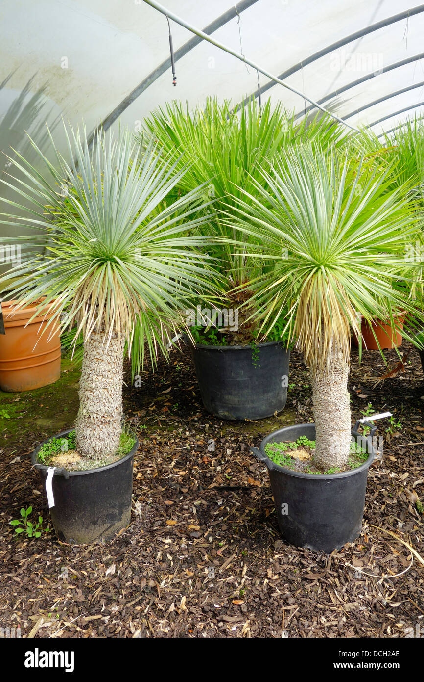 Exotic Small Palm Trees Yucca Rostrata For Sale In An English