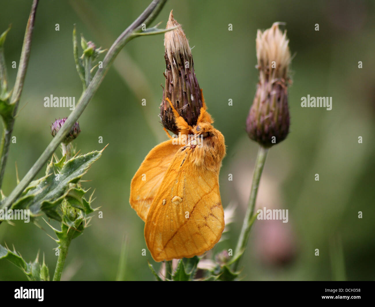 Close-up of the Drinker Moth ( Euthrix potatoria) Stock Photo