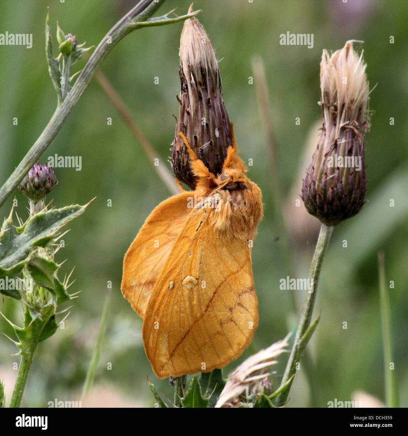 Close-up of the Drinker Moth ( Euthrix potatoria) Stock Photo