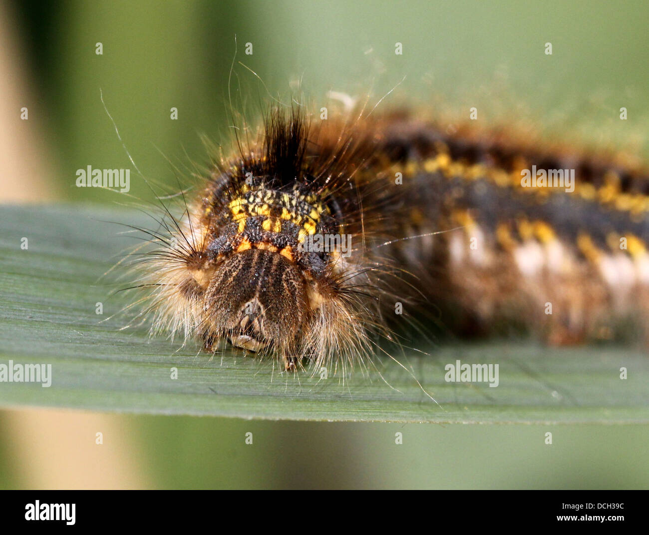 Close-up of the caterpillar of the Drinker Moth ( Euthrix potatoria) Stock Photo