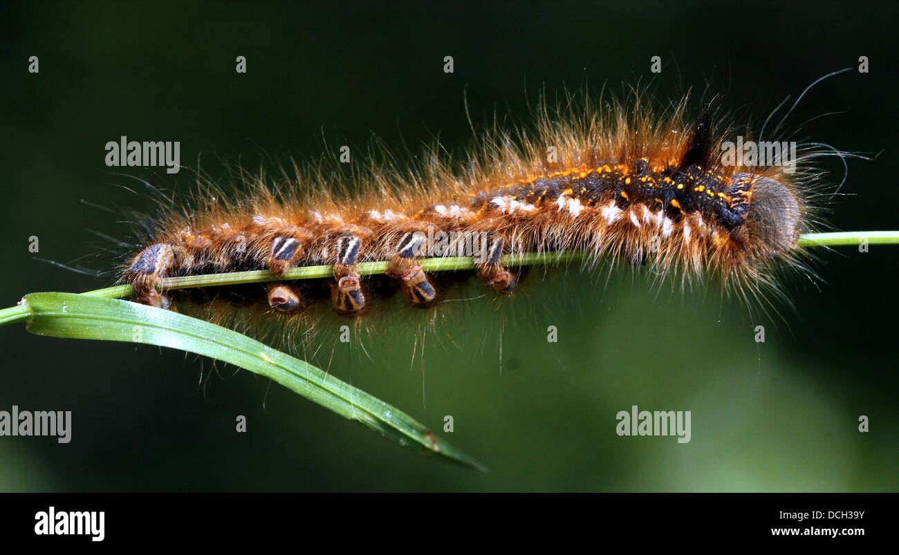 Close-up of the caterpillar of the Drinker Moth ( Euthrix potatoria) Stock Photo